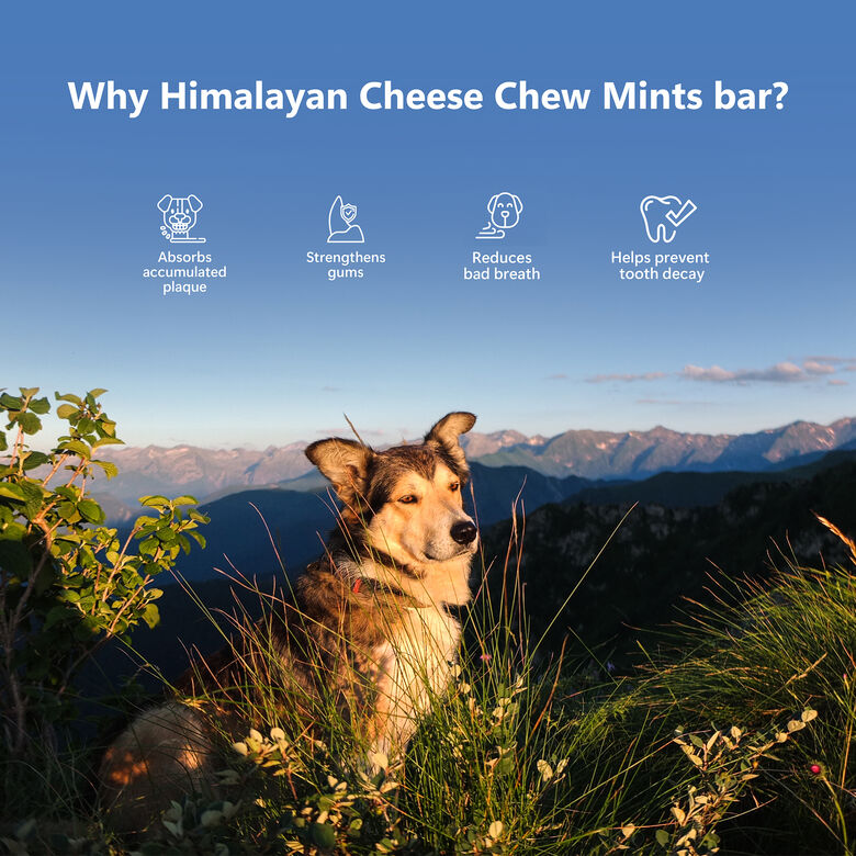 Pawfect Masticables dentales de queso del Himalaya, menta thumbnail