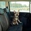Arnés De Coche Para Mascotas, , large indicador imagen numero 3