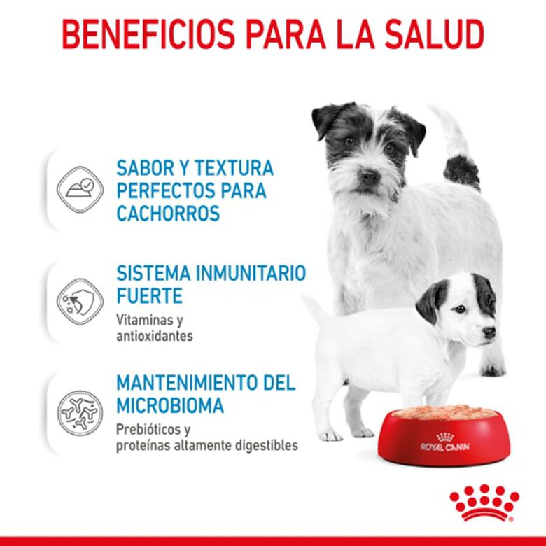 Royal Canin Starter Mommy &amp; Baby mousse latas para perros thumbnail