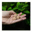 JBL 7 Kugeln Fertilizante para Plantas de acuarios de agua dulce, , large indicador imagen numero 8