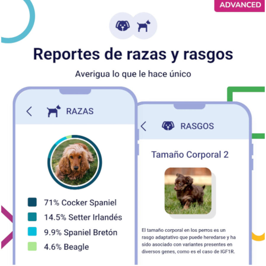 Koko Genetics Prueba de ADN Advanced para perros, , large Imagen numero 4