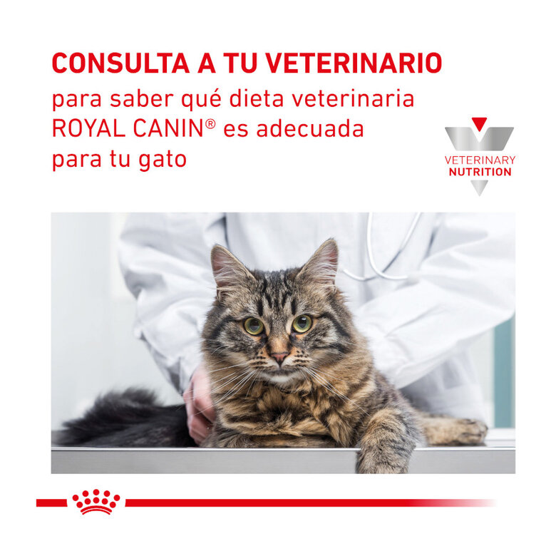 Royal Canin Veterinary Renal Select pienso para gatos, , large image number null