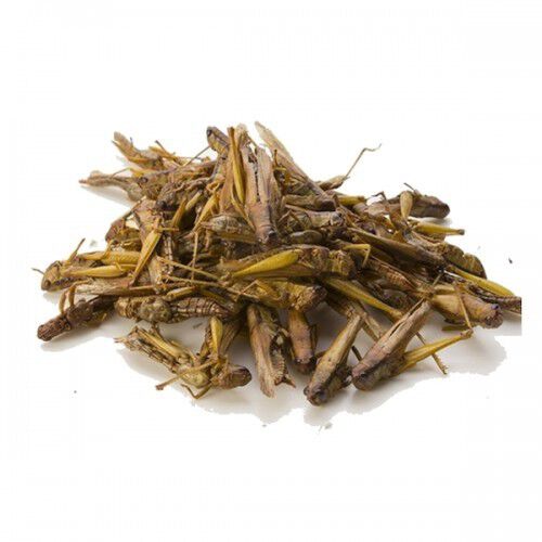Saltamontes deshidratados para petauros sabor neutro, , large Imagen numero 1