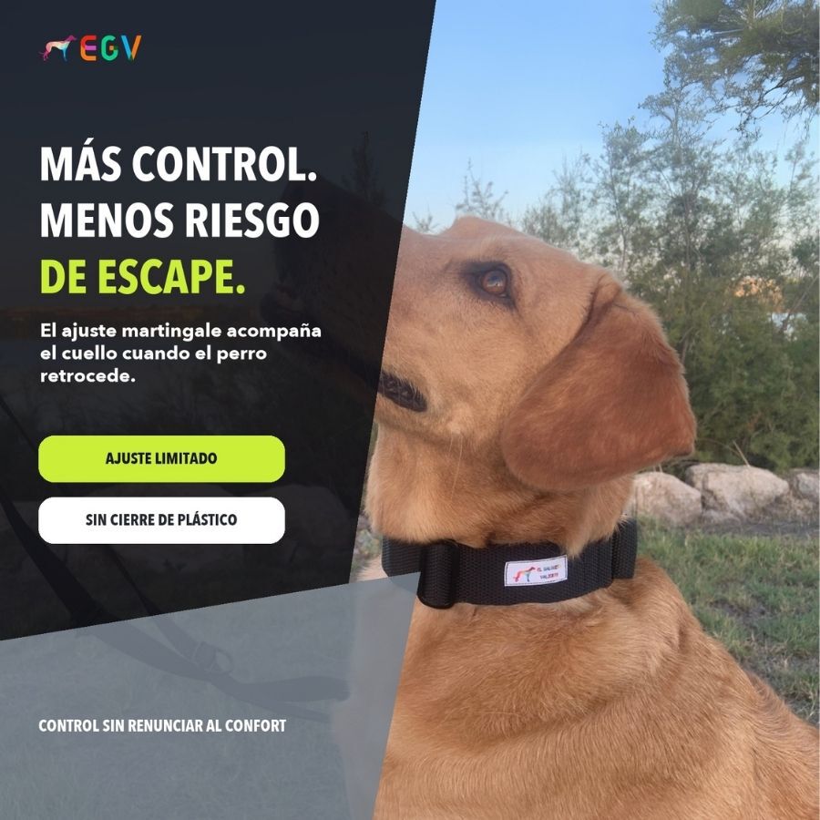 EGV - Collar Martingale. Collar galgo hecho a mano en Espa&ntilde;a (Negro), , large Imagen numero 2