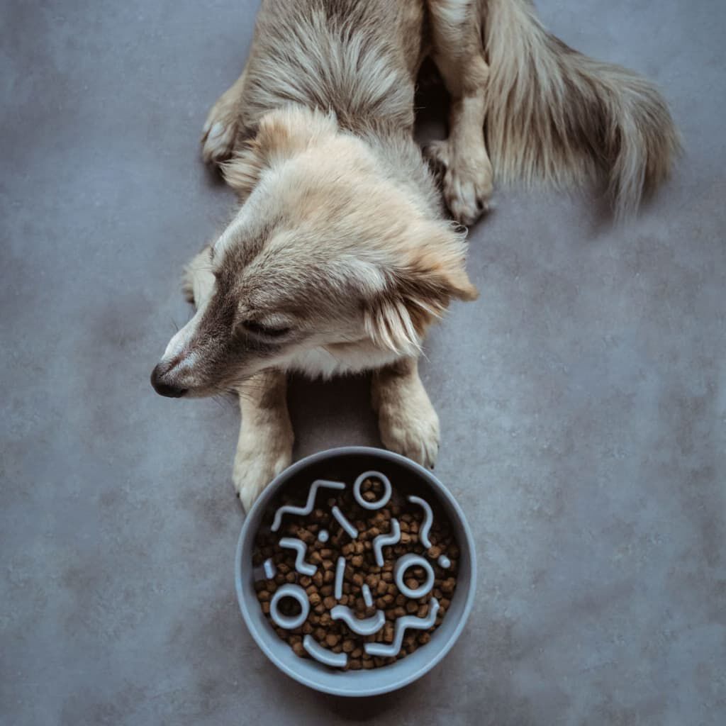 District70 Comedero para mascotas thumbnail