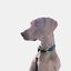 La Casa de Turrón - Collar de cuero para perro modelo Iguazú - Elegante y Duradero, , large indicador imagen numero 16