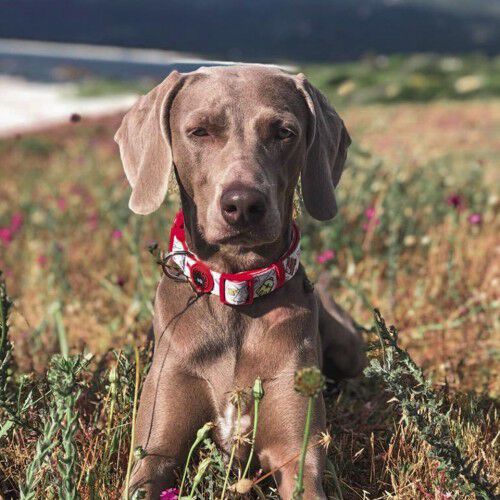 Collar Viajero para perros color Rojo, , large Imagen numero 4