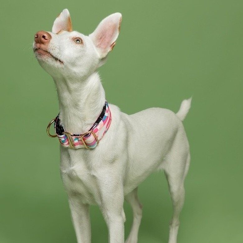 Baona collar martingale qawra de nylon reciclado rosa para perros, , large image number null