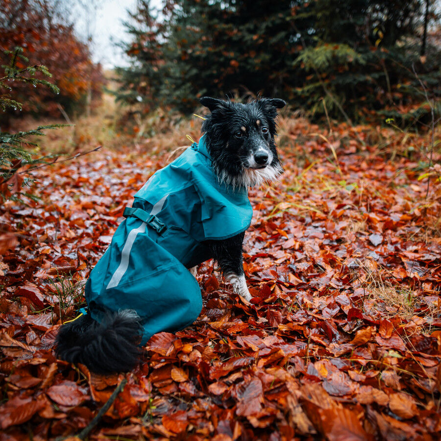 Non-stop Dogwear Chubasquero Impermeable Azul y Verde para perros, , large Imagen numero 2