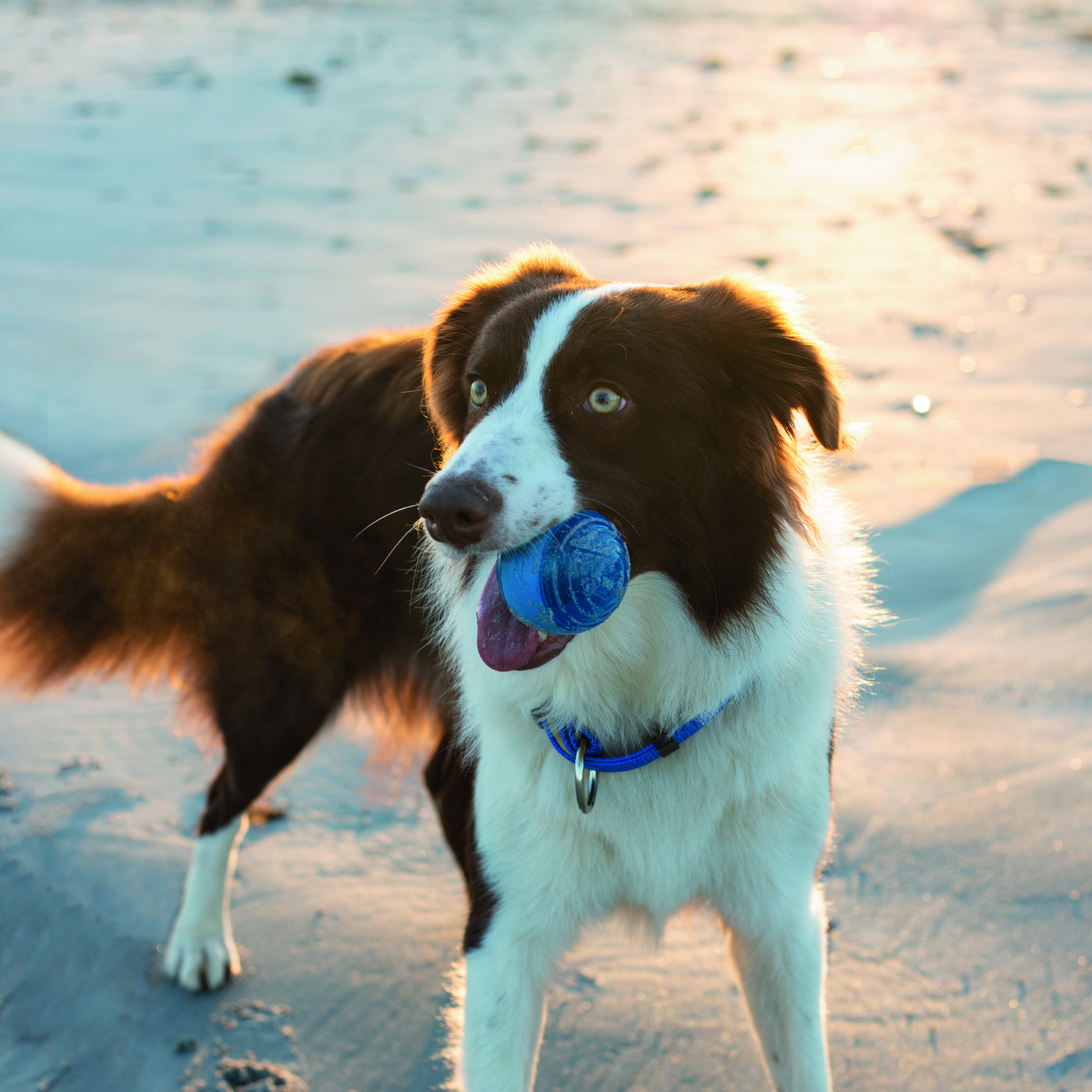 Rogz squeekz pelota de rebote verde lima para perros, , large Imagen numero 2
