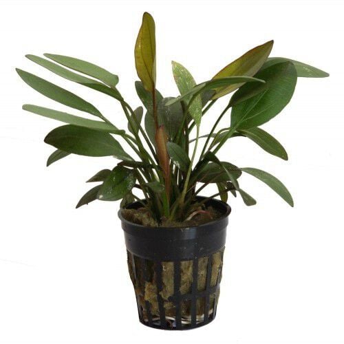 Planta acuario Tropica Iberia Echinodorus Barthii