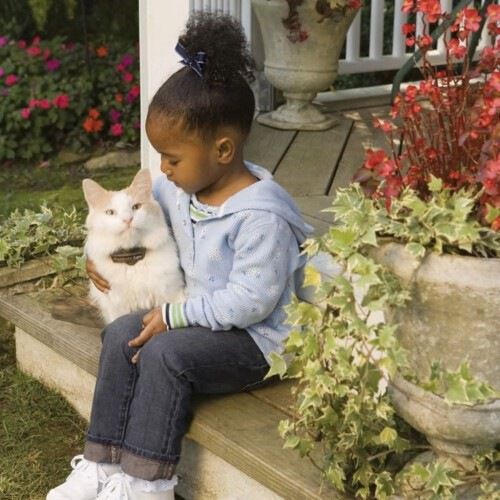 Collar de contenci&oacute;n para gatos color Negro, , large Imagen numero 2