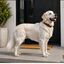 CUELLO NYLON PERRO CON METAL MMPET, , large indicador imagen numero 2