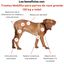 Treatsy Movilidad Perro +25kg &ndash; Complemento Veterinario Articulaciones Razas Grandes &ndash; Col&aacute;geno Tipo II UC-II, Membrana de C&aacute;scara de Huevo &ndash; 30 Snacks &ndash; Hipoalerg&eacute;nico, , large indicador imagen numero 3