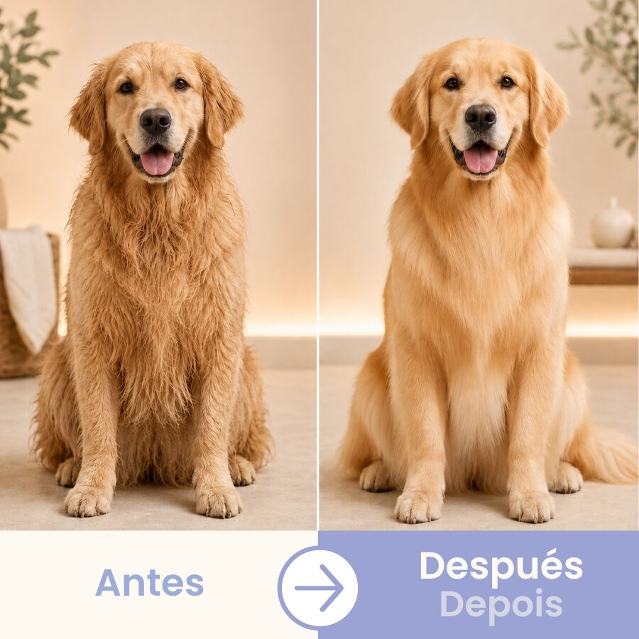 Bloob 2 en 1 Champ&uacute; & Acondicionador para perros, , large Imagen numero 4