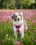 Arn&eacute;s CountryFox&trade; Pro &bull; Rosa, , large indicador imagen numero 2
