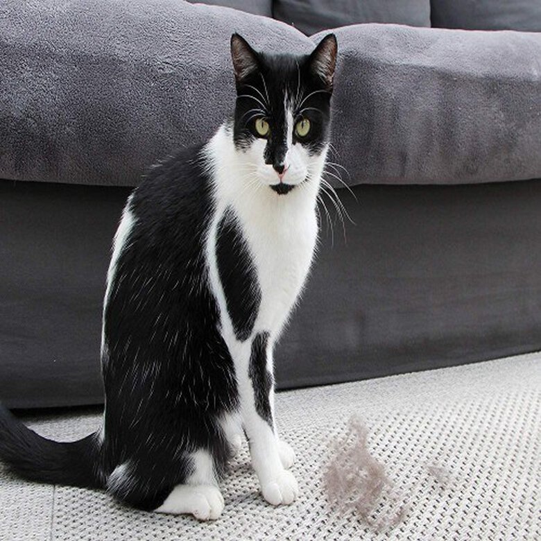 Cepillo Fuminator para gatos de pelo corto, , large image number null