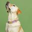 Baona collar qawra rosa para perros, , large indicador imagen numero 2