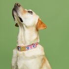 Baona collar qawra rosa para perros, , large image number null
