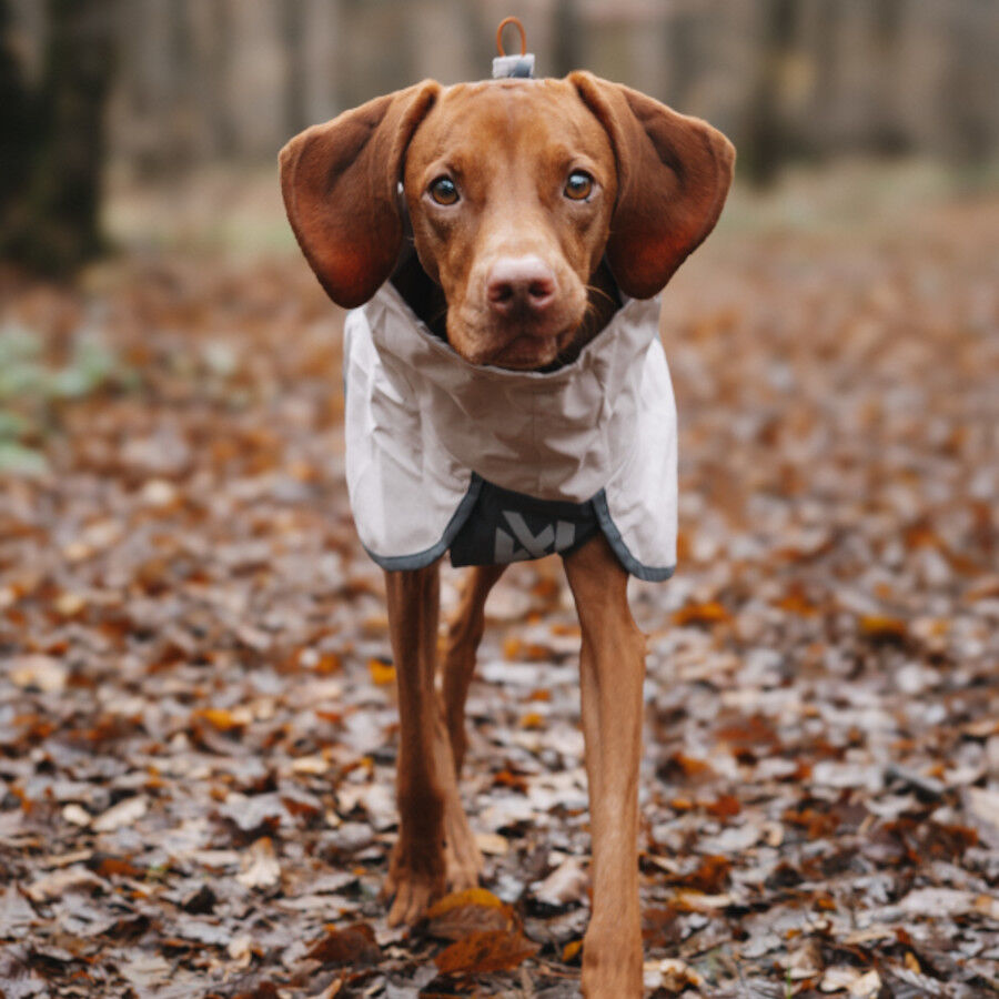 Non-stop Dogwear Chubasquero Impermeable Gris para perros, , large Imagen numero 3
