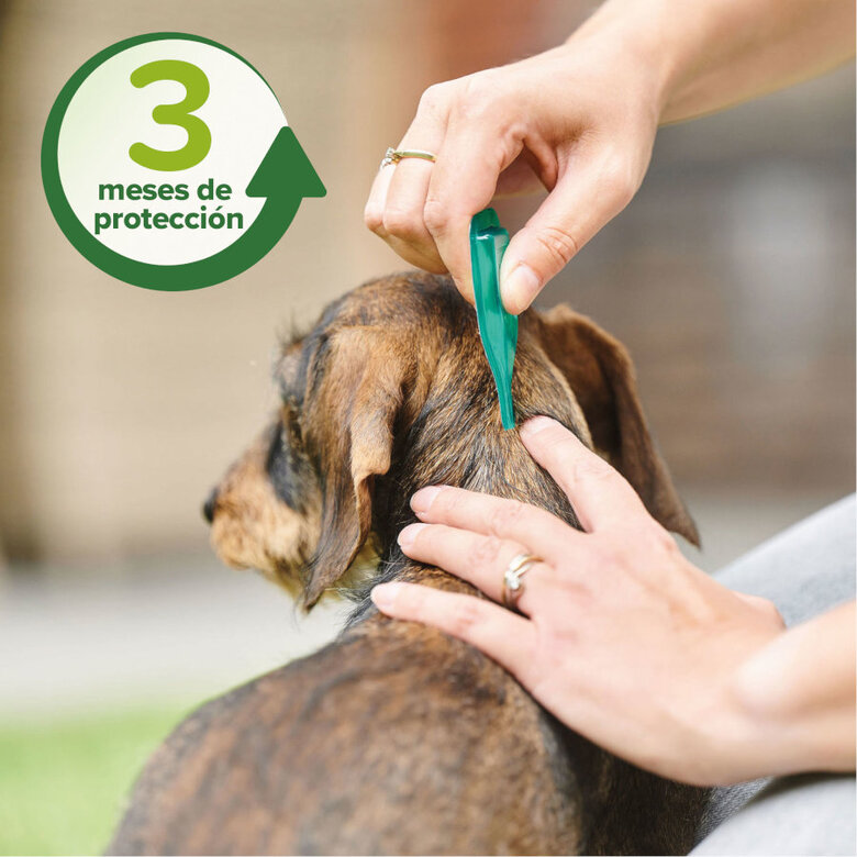 Beaphar Pipetas repelentes para perros grandes, , large image number null