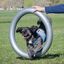 Aro de entrenamiento para perros color Gris, , large indicador imagen numero 5