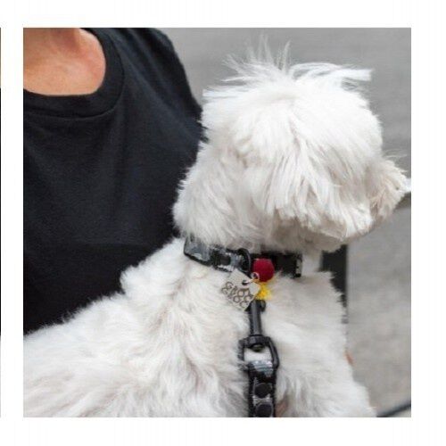 Collar para perro Groc Groc lucky color Gris, , large Imagen numero 2