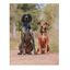 APEX DOG GEAR collar ajustable con cierre metálico rojo para perros, , large indicador imagen numero 5