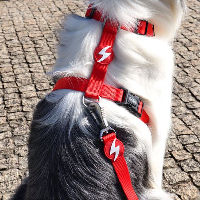 Correa de nylon para perros color Rojo thumbnail