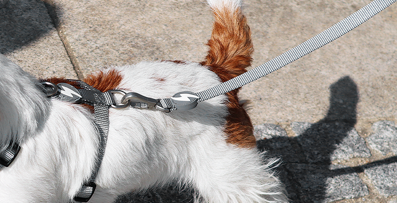 Correa de nylon para perros color Gris, , large Imagen numero 3