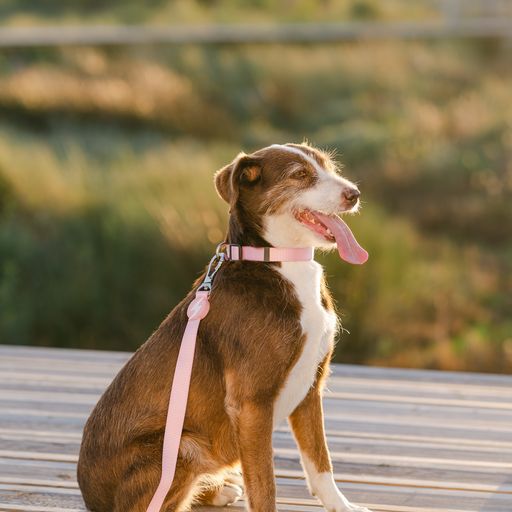 Correa de nylon para perros color Rosa Claro, , large Imagen numero 5