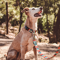 Correa para perros Dashi Mojo Muy Peque&ntilde;a, , large Imagen numero 2