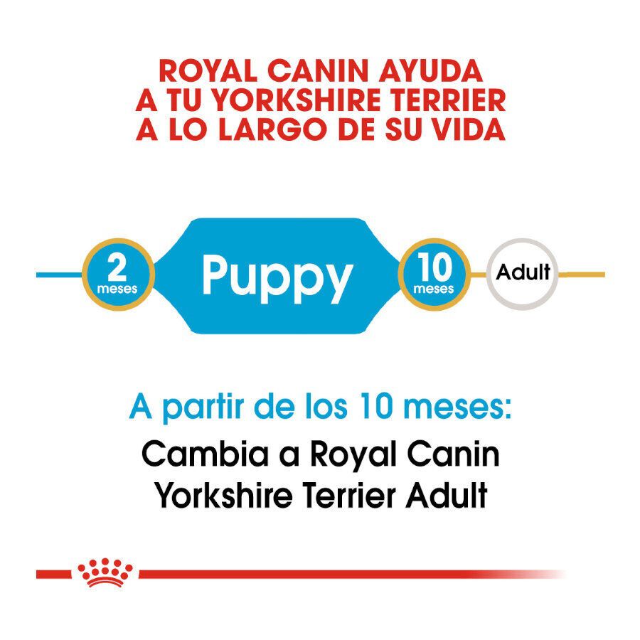 Royal Canin Puppy Yorkshire Terrier pienso para cachorros thumbnail