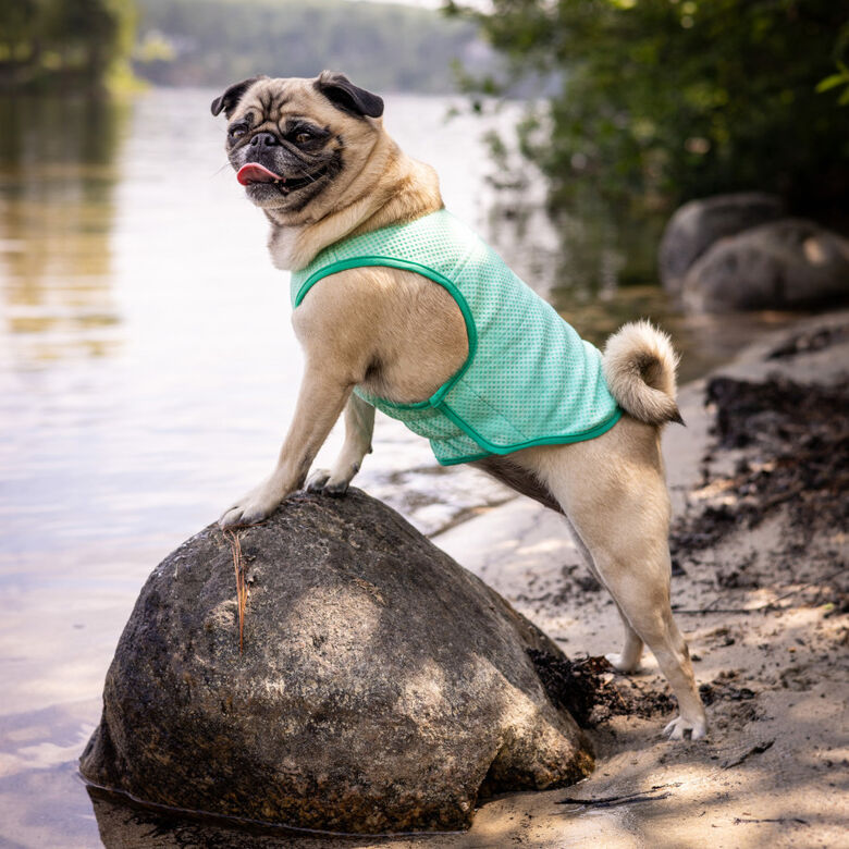 GF Pet ElastoFit Ice Vest Chaleco Refrescante para perros thumbnail