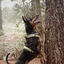 ORION - Arnés Ajustable H para perros Tail and Tropic, , large indicador imagen numero 2