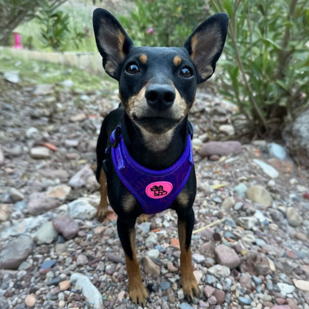 ARN&Eacute;S SOFT FRENCHTOUTOU MORADO, , large Imagen numero 2