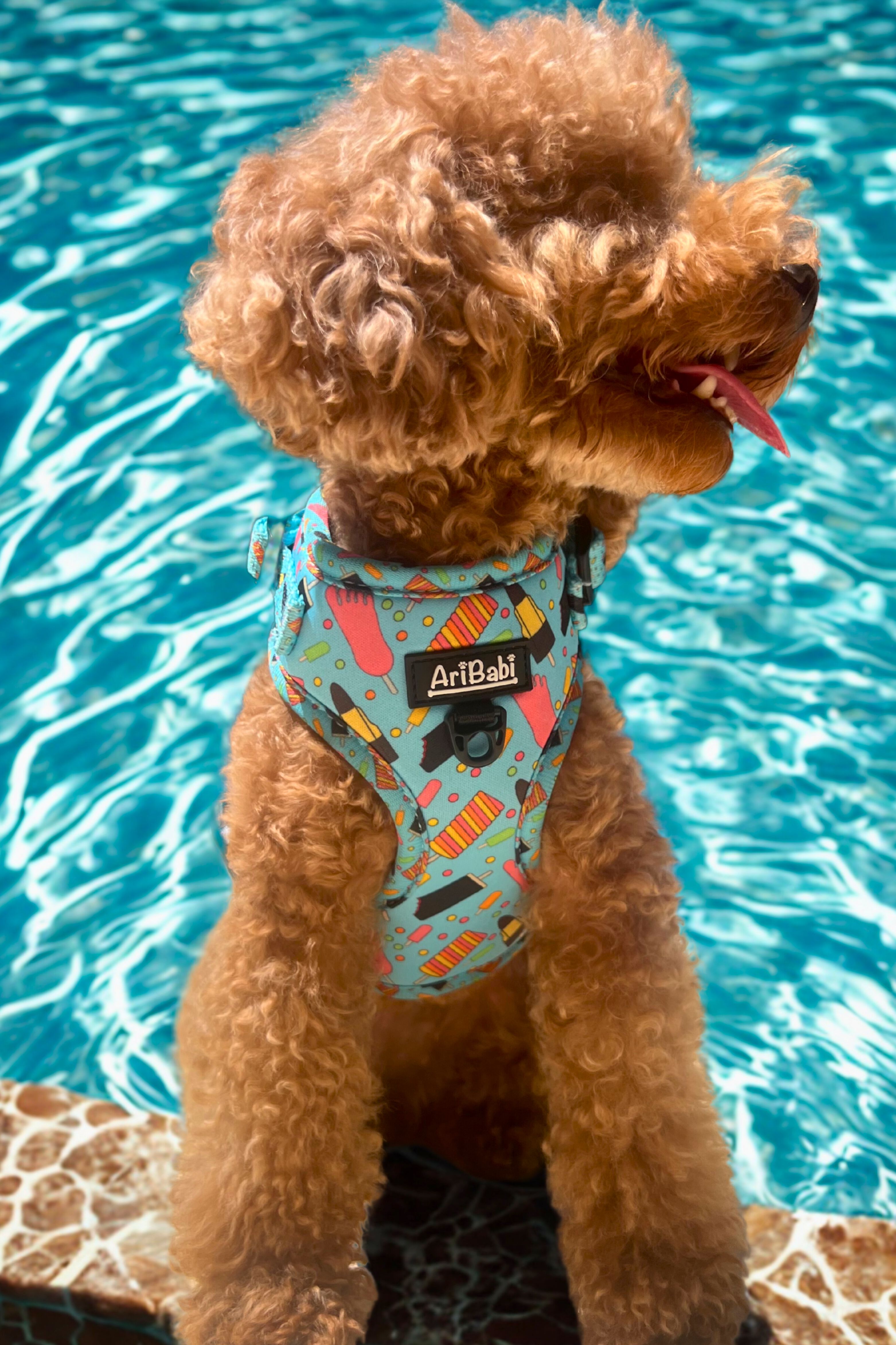 Pack premium paseo para perro (arn&eacute;s, correa y porta bolsas) - Colecci&oacute;n FrigoPata, , large Imagen numero 5