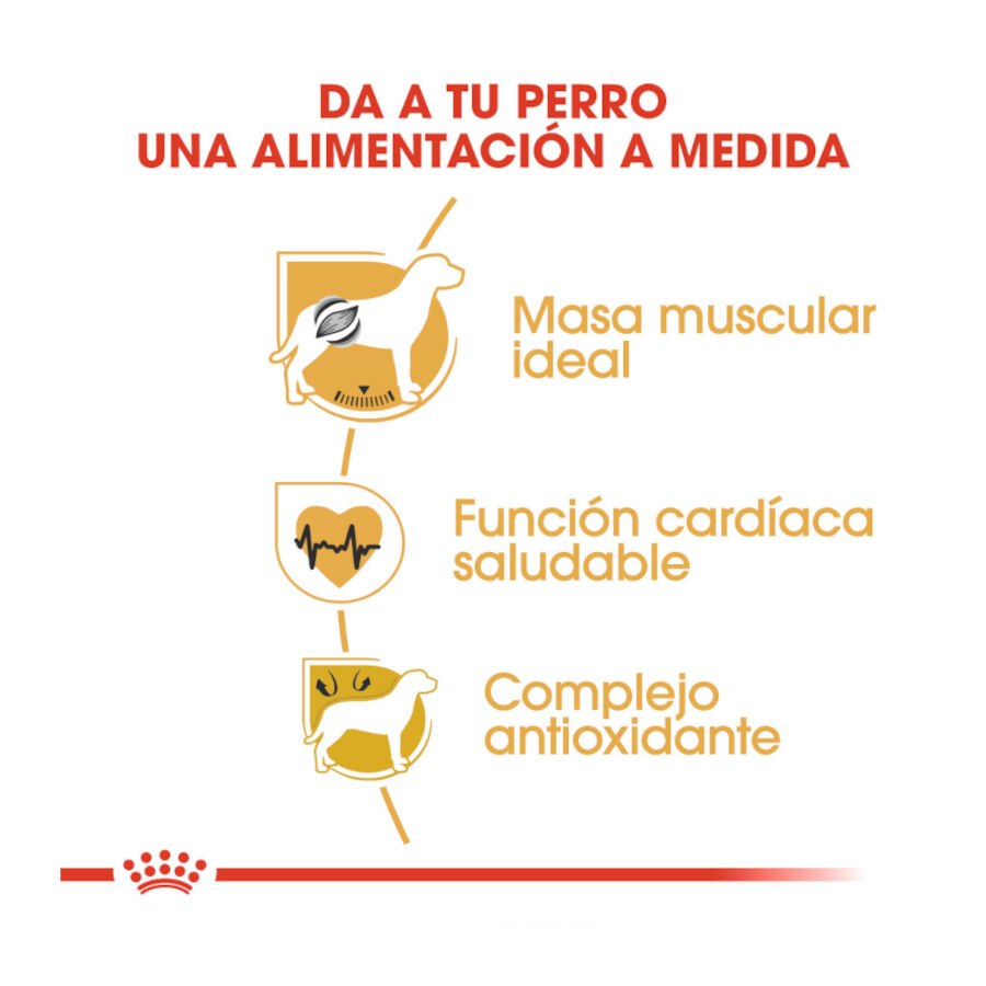 Royal Canin Adult Boxer pienso para perros thumbnail