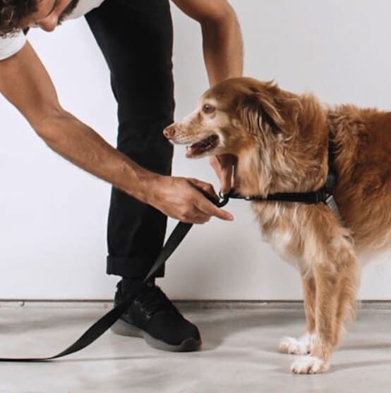 Arn&eacute;s Zee.dog SOFT-WALK GOTHAM M, , large Imagen numero 4