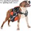 Edipets correa extensible ajustable gris y negro para perros, , large indicador imagen numero 7