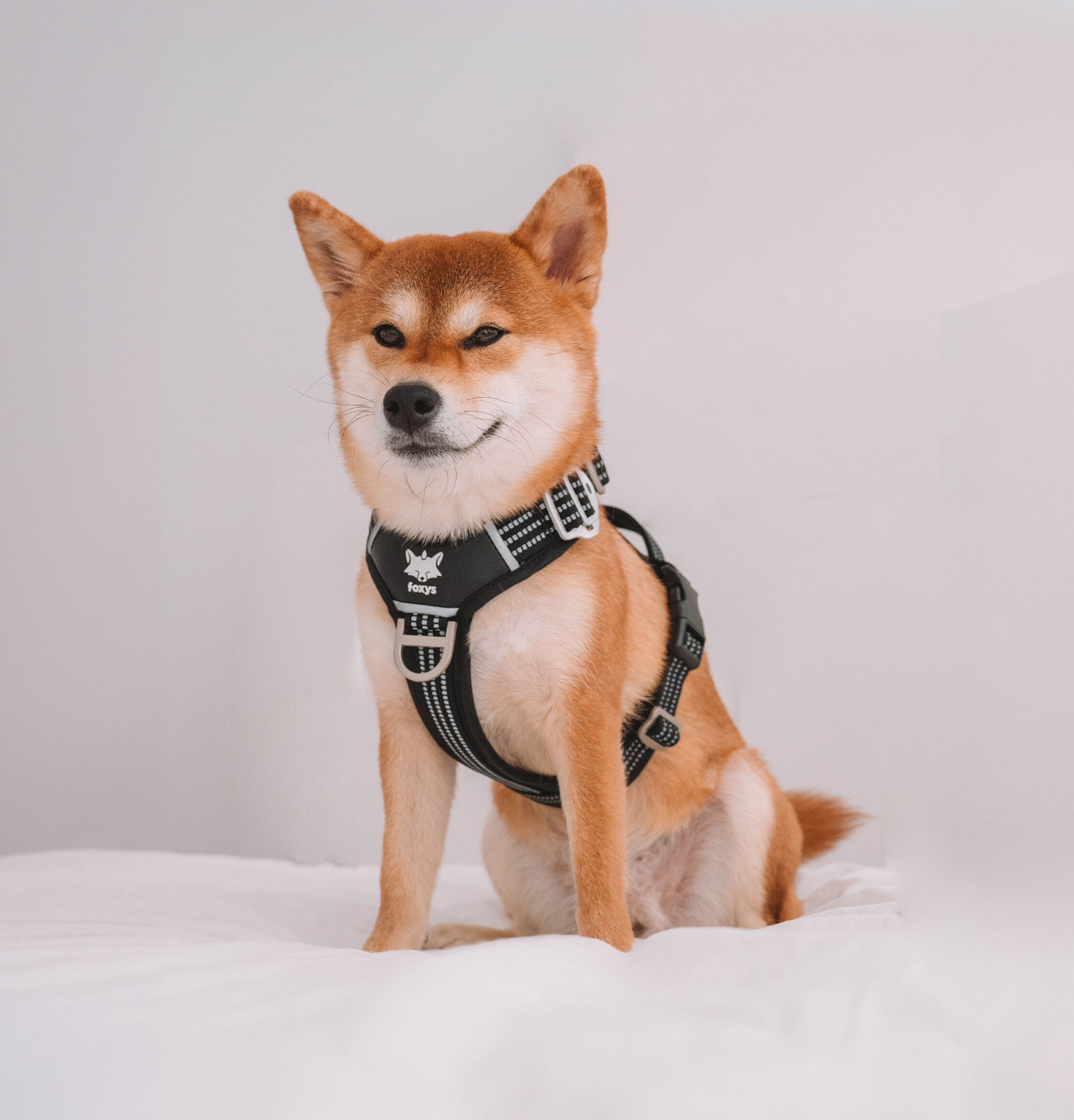 Arn&eacute;s Foxys Antitirones con hebillas aluminio reforzadas color Negro, , large Imagen numero 1