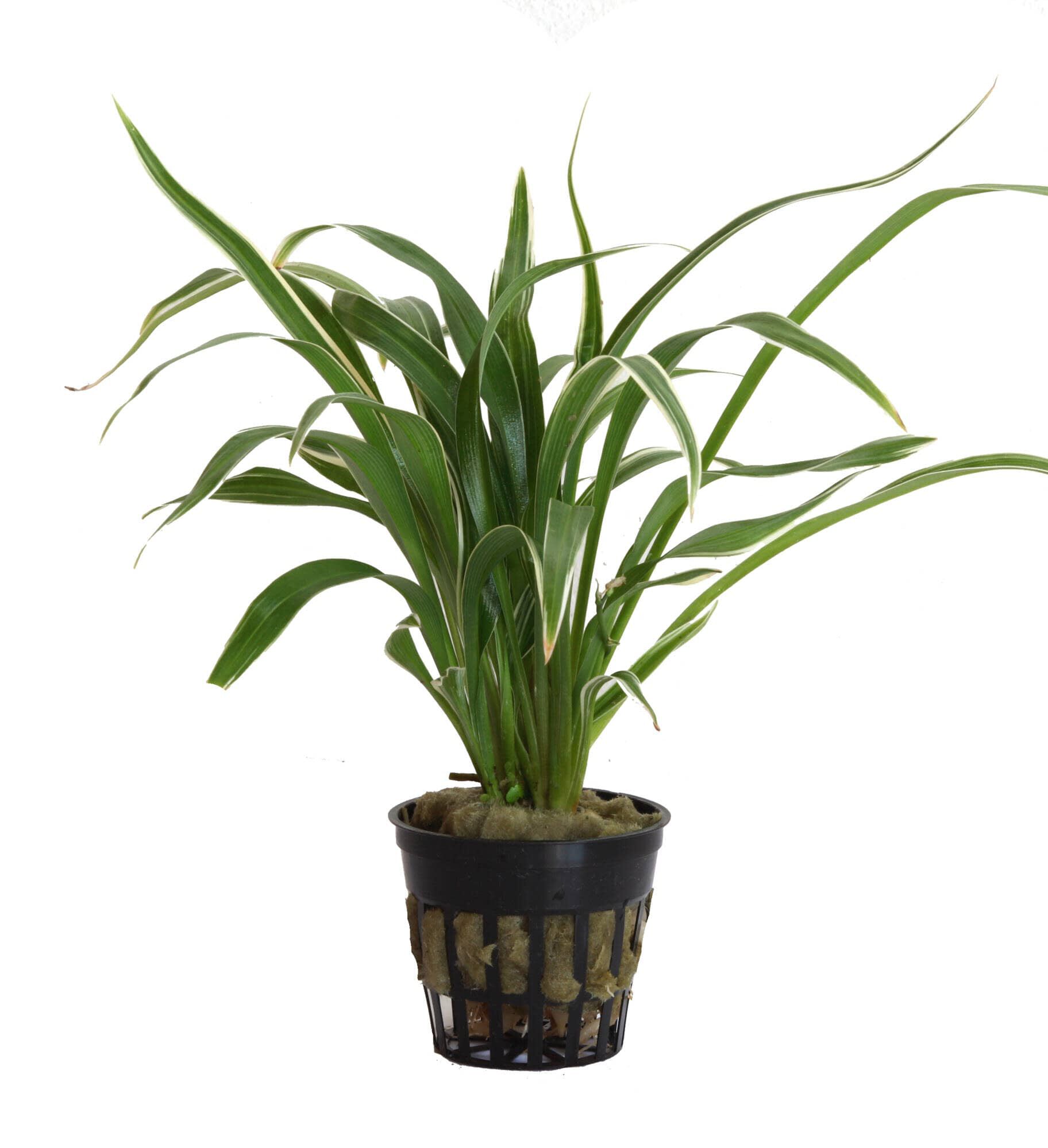 Tropica Iberia Planta Clorophytum Bichetii