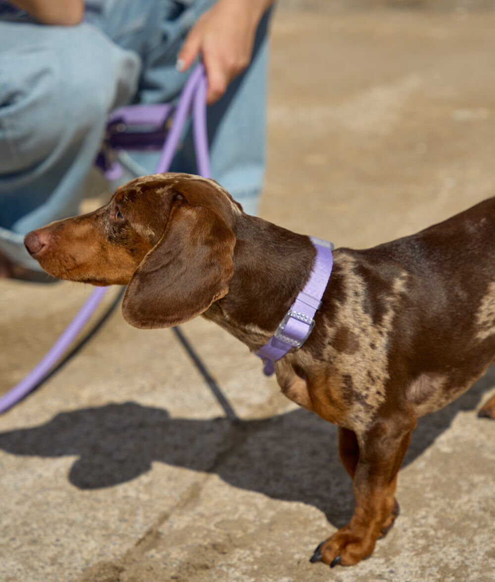 Collar, Ona, , large Imagen numero 3