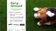 Petground, Arenero para gatos, Cama de Césped natural, Hierba gatera, Alfombra olfativa, XXL, , large indicador imagen numero 6