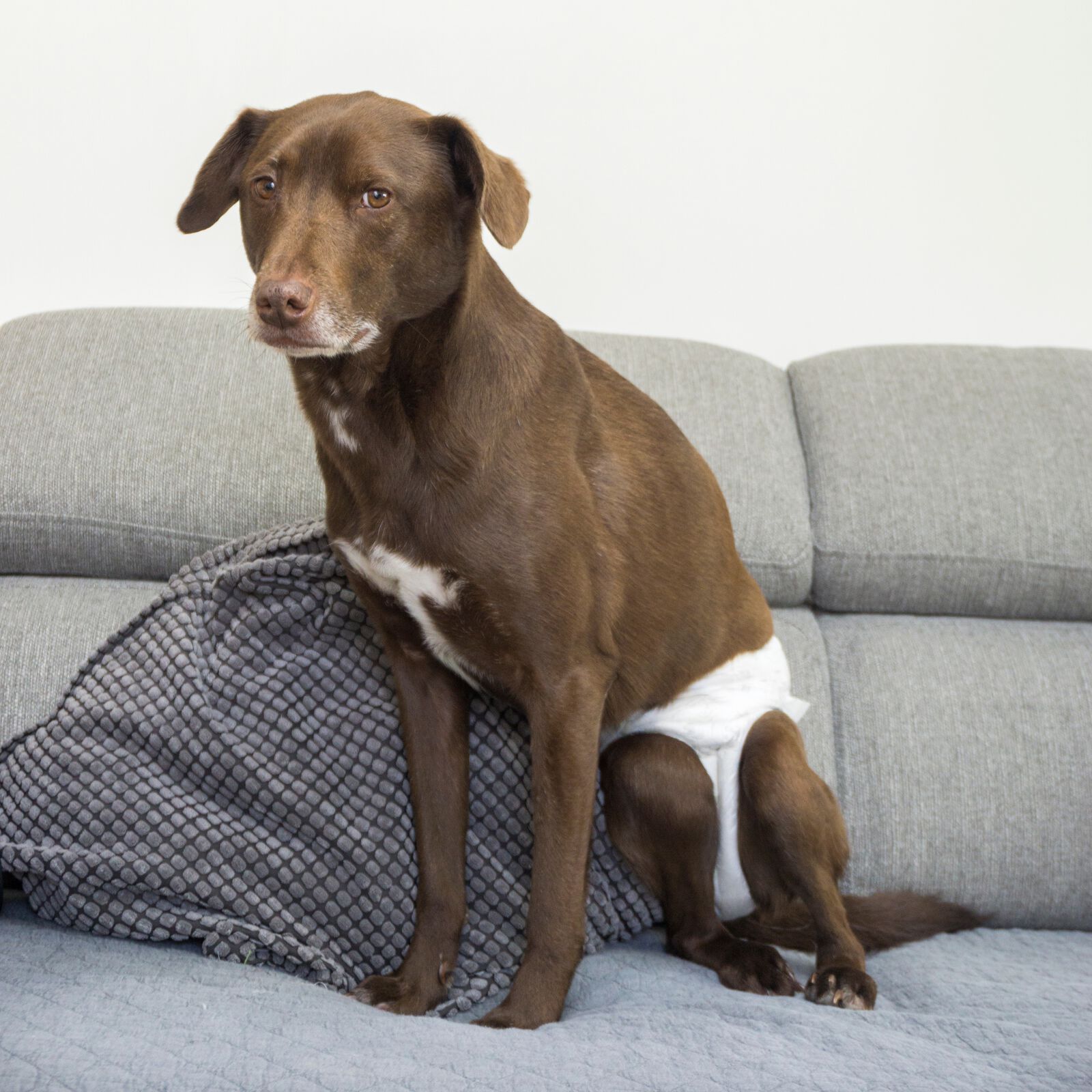 Pa&ntilde;ales desechables para perros hembra 10 unidades talla M, , large Imagen numero 4