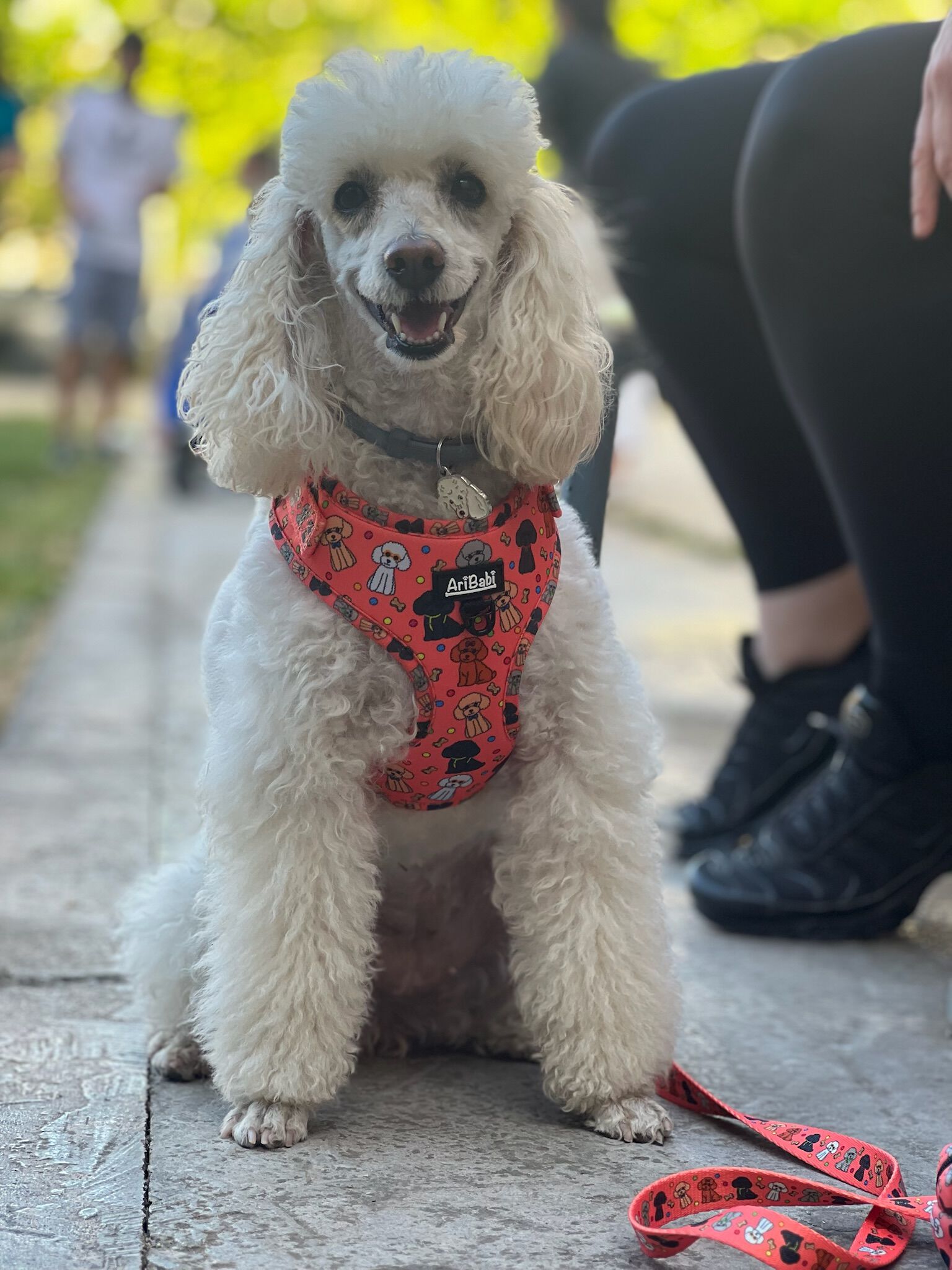 Correa Estampada CANICHES, , large Imagen numero 4