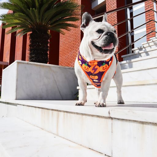 Arn&eacute;s reversible Pumpkin Neo Mesh para perros color Varios, , large Imagen numero 5