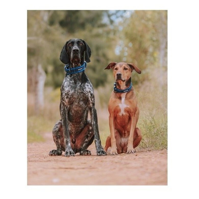 APEX DOG GEAR collar ajustable con cierre metálico negro para perros, , large image number null