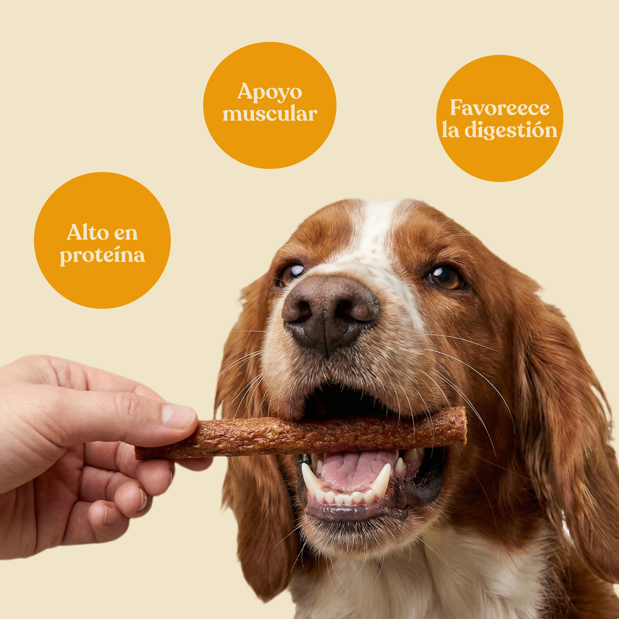 dr.bimix Barritas de Pollo con Br&oacute;coli para Perros | Snack Natural Premium, , large Imagen numero 3