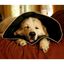 Collar de recuperación All Four Paws color Negro, , large indicador imagen numero 6